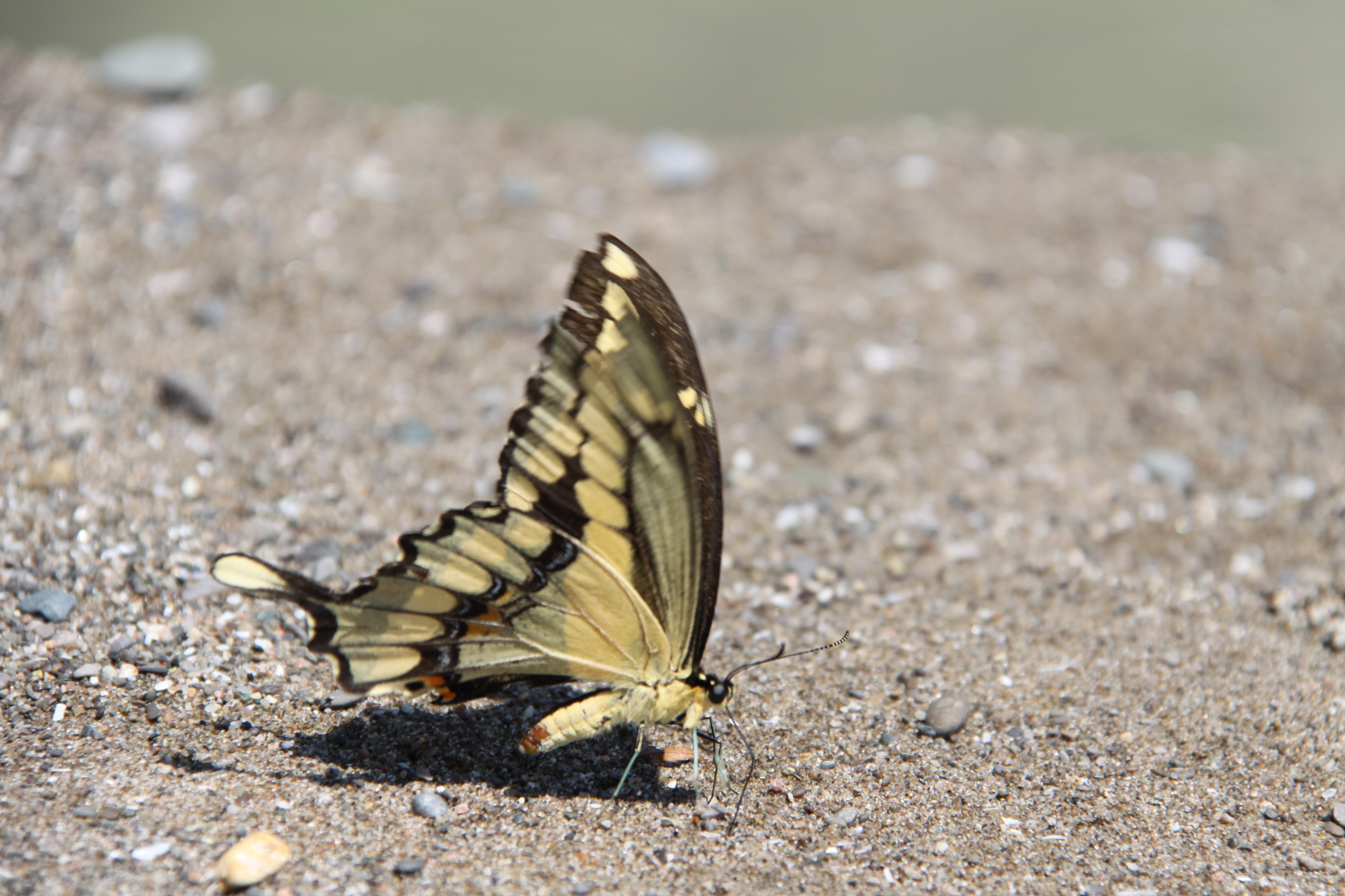 Butterfly on the beach