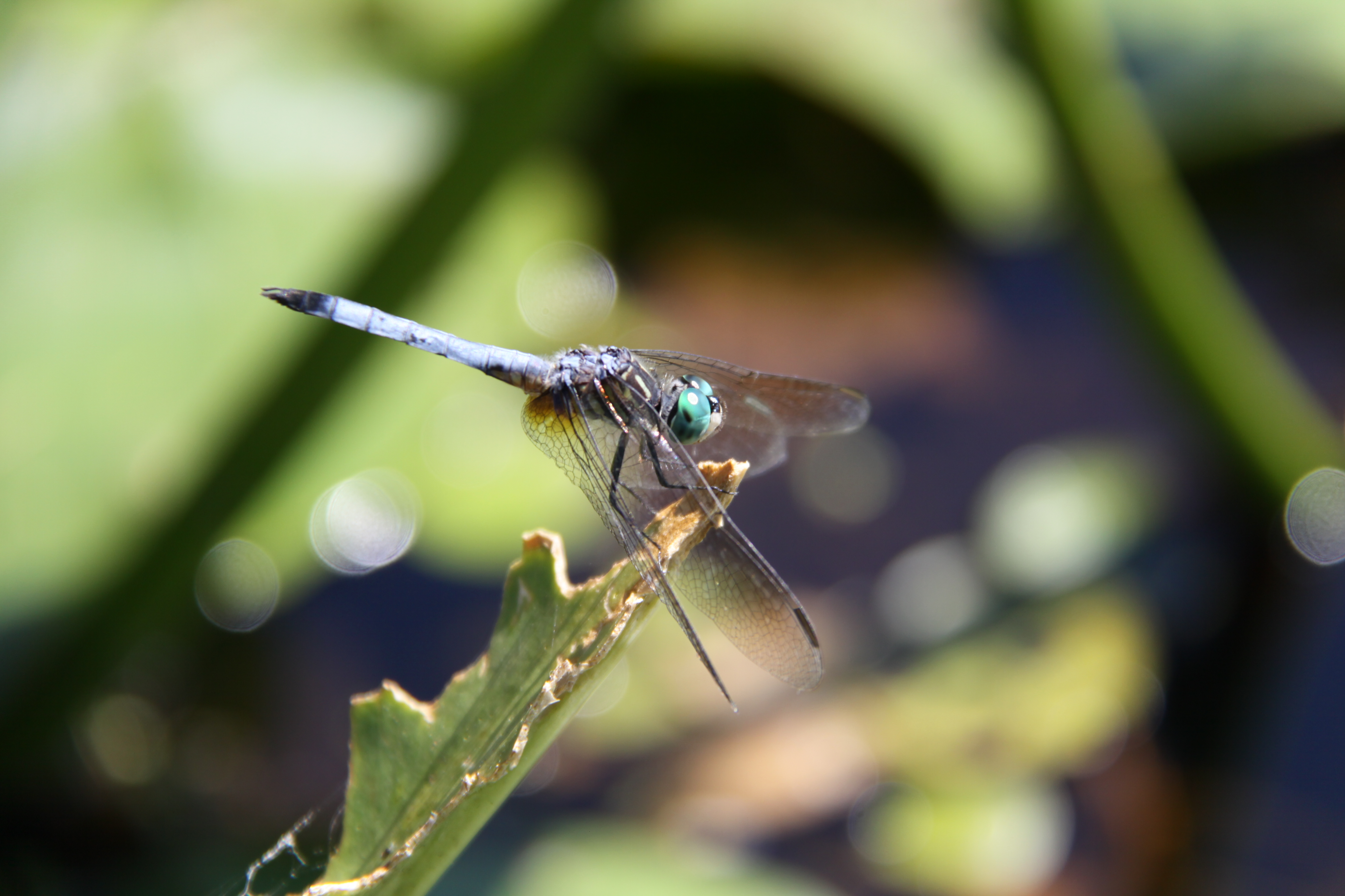 Drangonfly on a leaf