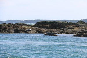 Jolly Breeze - New Brunswick - Seals