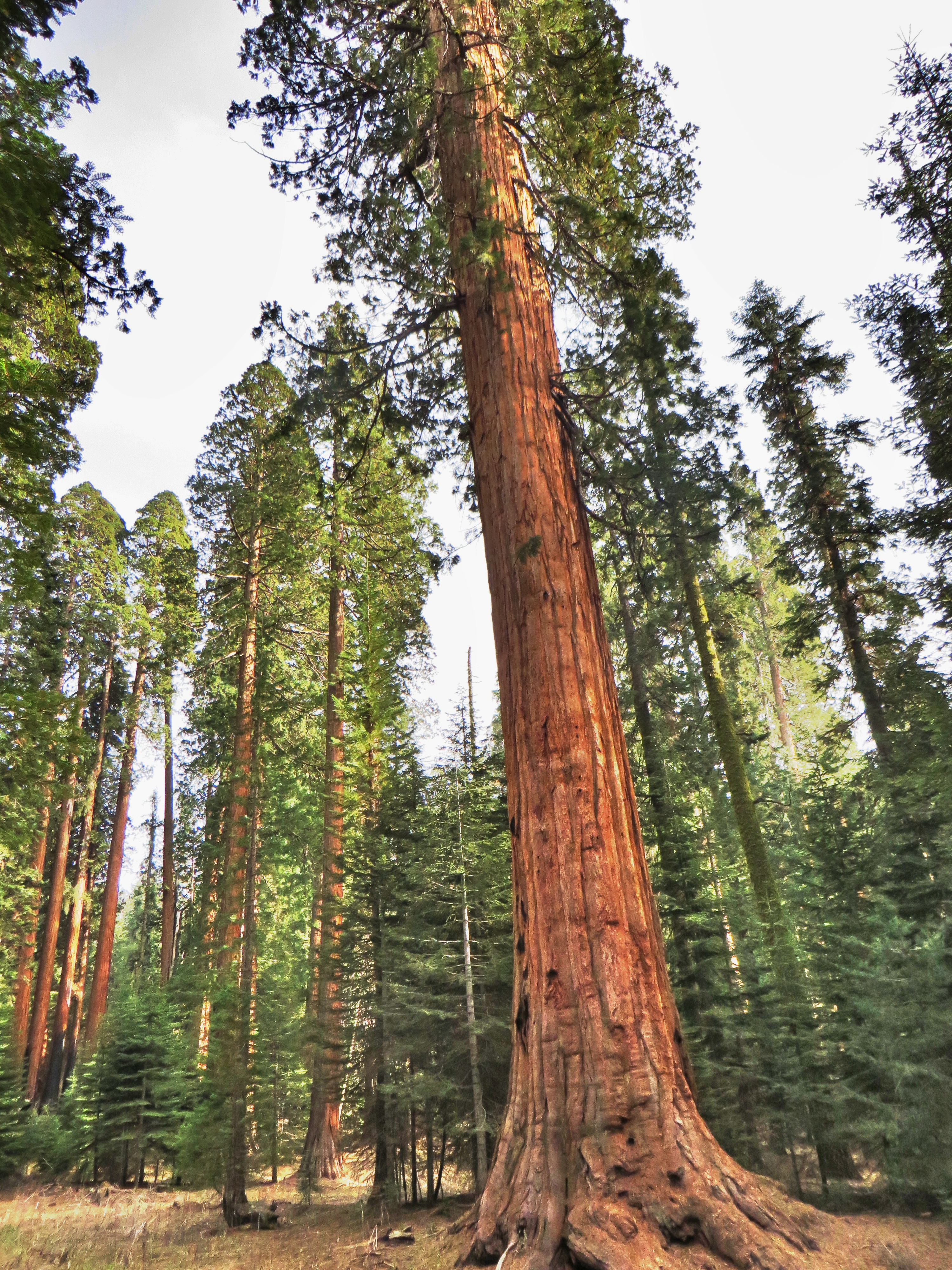 Day 31 – Sequoia National Park