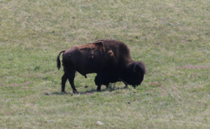 Day 5 – Waterton Lakes National Park